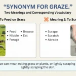 synonym for graze