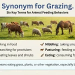synonym for grazing